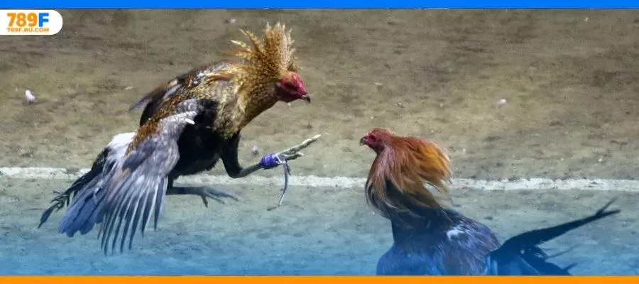Đá gà Thomo – Sân chơi gà chọi nổi tiếng bậc nhất hiện nay